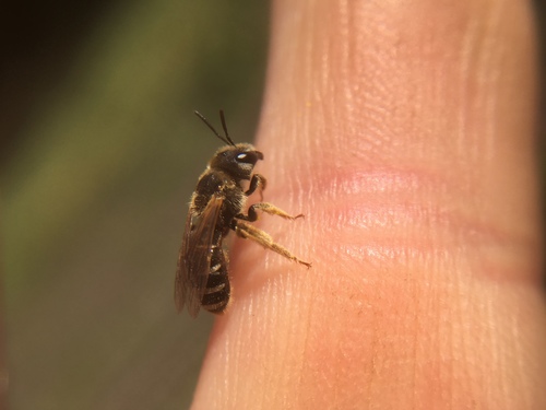 Ligated Furrow Bee, photo 4 of 8