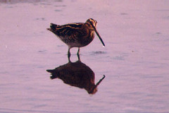 Gallinago gallinago
