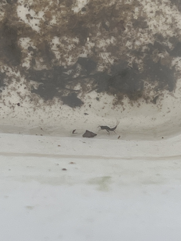 Nigrobaetis vuatazi