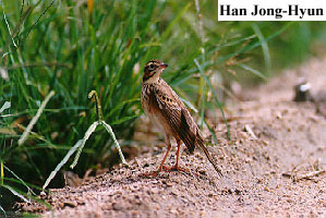 Anthus richardi