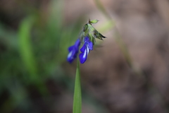 Salvia laevis