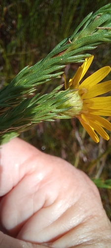 Image of Ursinia quinquepartita by (c) Adele SL, some rights reserved (CC BY)