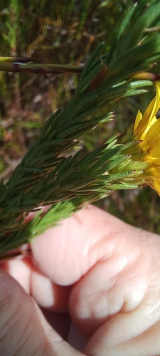 Image of Ursinia quinquepartita by (c) Adele SL, some rights reserved (CC BY)