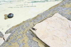 Raphidiidae