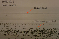 Sibirionetta formosa