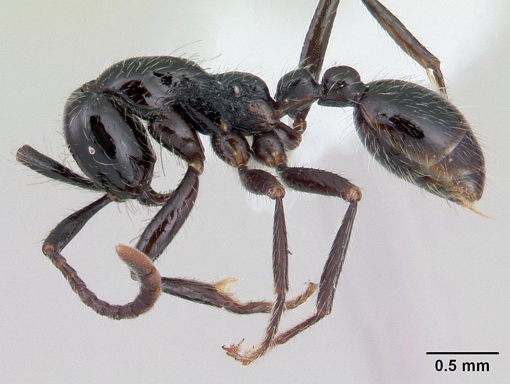 Neivamyrmex pilosus