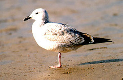 Larus argentatus mongolicus