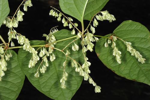 Japoninė reinutrė nuotrauka