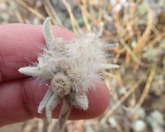 Leontopodium palibinianum