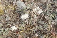 Leontopodium palibinianum