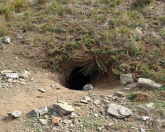 Marmota sibirica