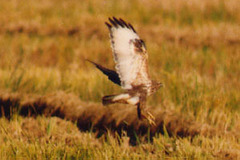 Buteo japonicus