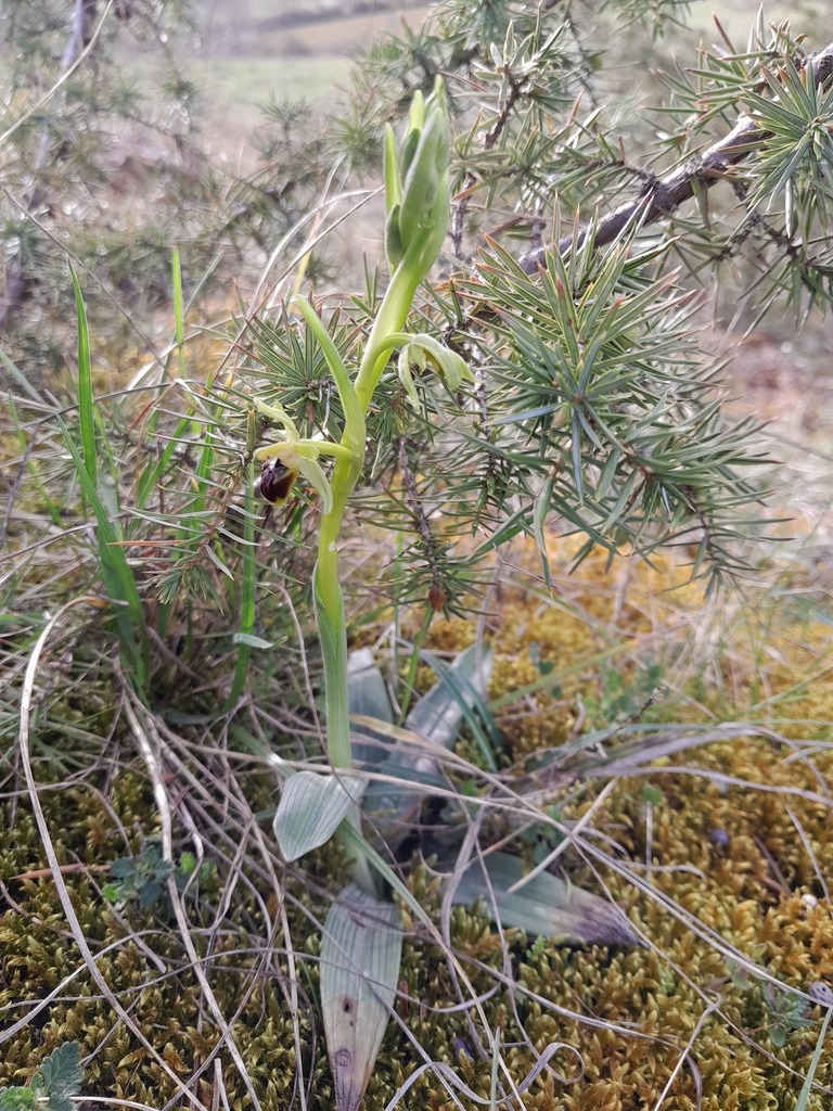 Ophrys sphegodes subsp. araneola