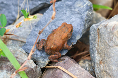 Anaxyrus americanus charlesmithi