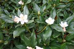 Rhododendron ponticum