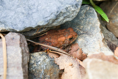 Anaxyrus americanus charlesmithi