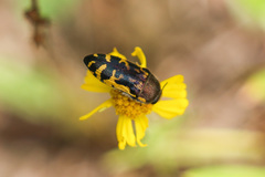 Acmaeodera pulchella