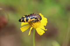 Acmaeodera pulchella