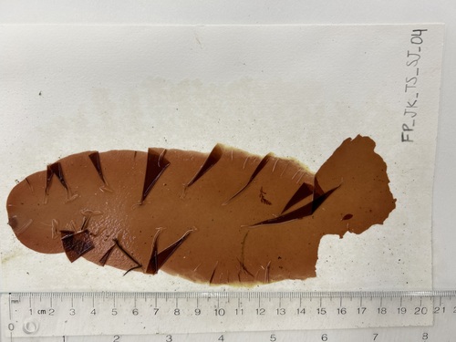 Wildemania amplissima observed 2023-03-26