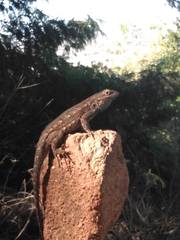 Sceloporus occidentalis
