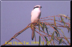 Lanius sphenocercus
