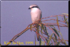Lanius sphenocercus