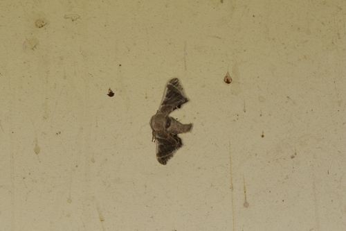 Bombycidae