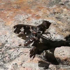 Exoprosopa dorcadion