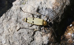 Chauliognathus misellus