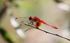 Dythemis maya