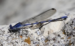 Argia sabino
