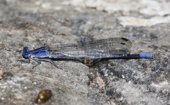 Argia sabino