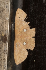 Cosymbiini