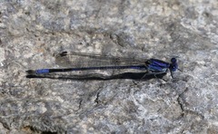 Argia sabino