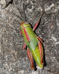 Aztecacris gloriosa