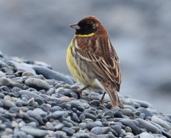 Emberiza aureola