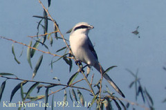 Lanius sphenocercus