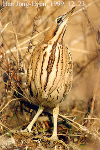 Eurasian Bittern