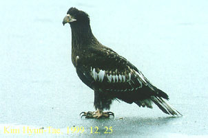Haliaeetus pelagicus