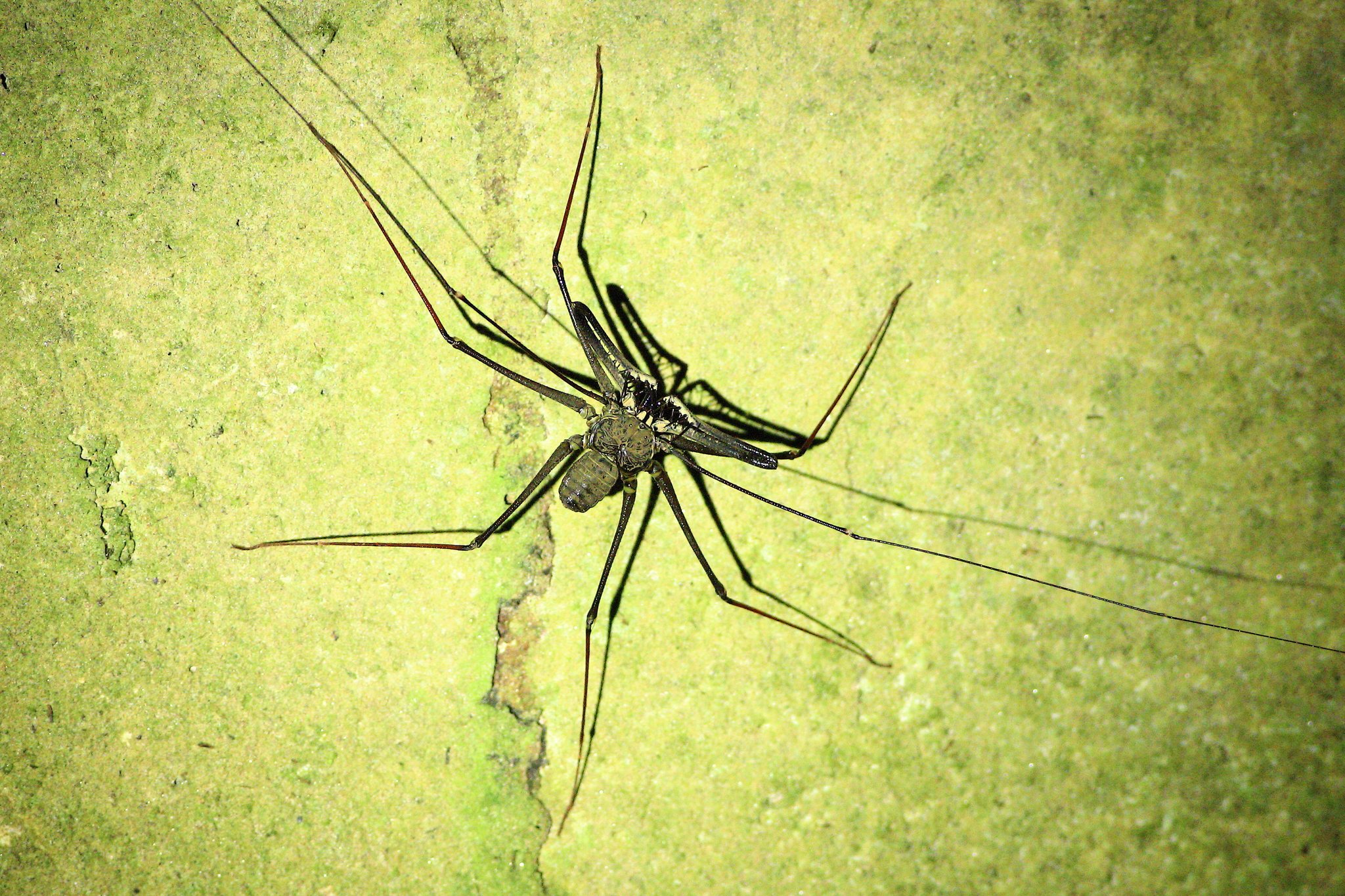 Heterophrynus batesii (Butler, 1873)