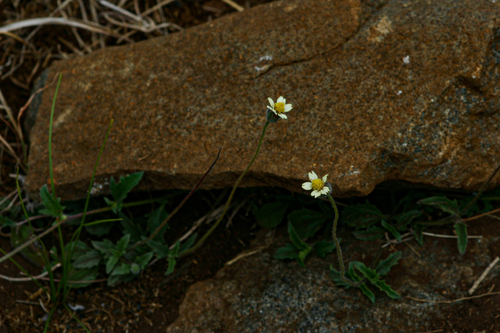 Tridax procumbens image