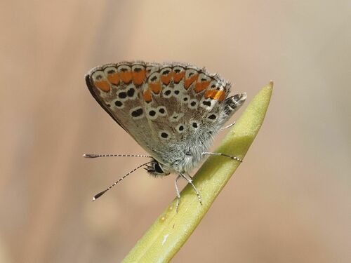 Eschscholtz´s Brown Argus