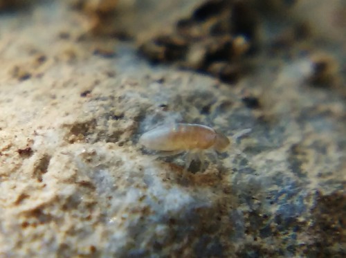 Cyphoderus albinus