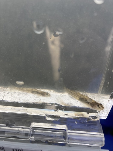 Northern tidewater goby (Eucyclogobius newberryi) — Gobiidae
