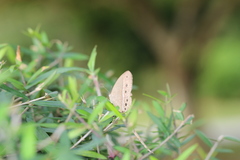 Mycalesis