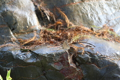 Mycalesis