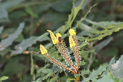 Vespa velutina