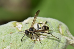Mischocyttarus pallidipectus