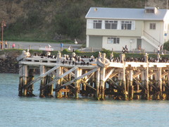 Leucocarbo chalconotus