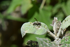 Mischocyttarus pallidipectus